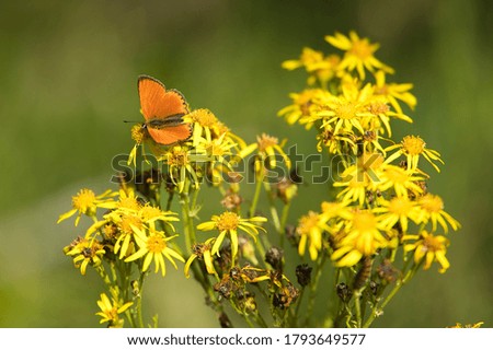 A closeup shot of an orange butterfly sitting on Ragwort flower