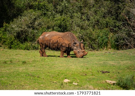 A mesmerizing shot of a rhinoceros on the green grass at daytime