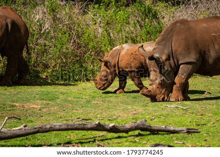 A mesmerizing shot of rhinoceroses on the green grass at daytime