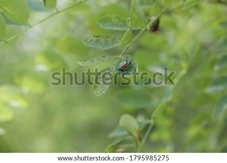 A selective focus shot of Japanese beetles Popillia japonica on the tree branches