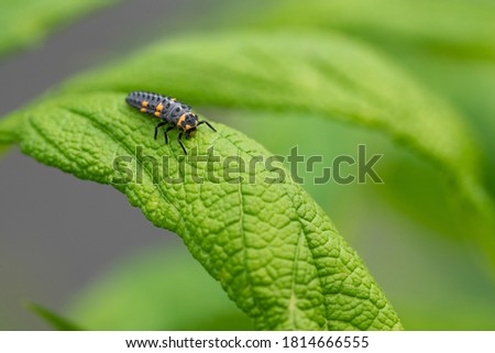 A closeup shot of the caterpillar of a ladybug on a green leaf