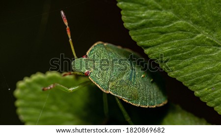 A macro shot of a green shield bug on a leaf