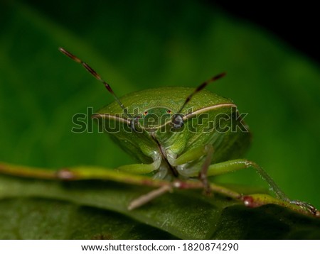 A macro shot of a green shield bug on a leaf