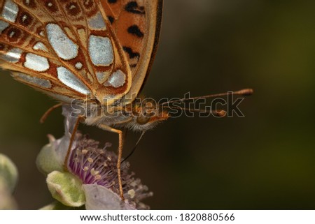 An amazing macro shot of a butterfly on a flower