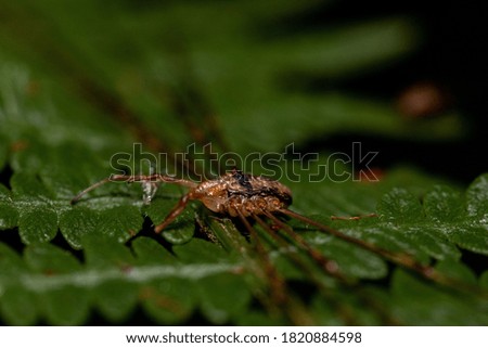 A macro shot of a brown spider on a leaf