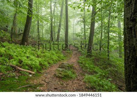 Une brume matinale dans une forêt estivale avec un étroit sentier traversant une végétation fraîche et luxuriante