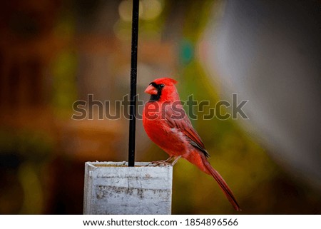 A beautiful shot of a cute northern cardinal bird on a winter day