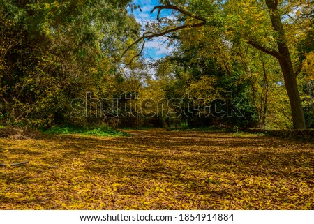 A beautiful winter day in Buskett woodland, Malta. Leaves had been falling since autumn, covering the ground and making it golden.