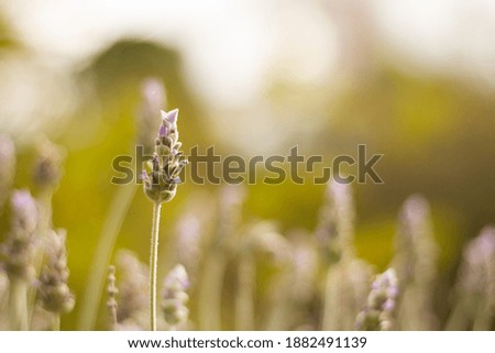 A selective focus shot of a beautiful Lavender flower in the middle of a field