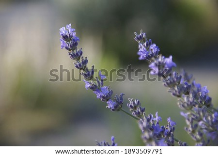 A closeup shot of a beautiful blooming lavender flower in a field