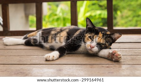 Cat sleeping on the wooden floor in front of the camera focal length.