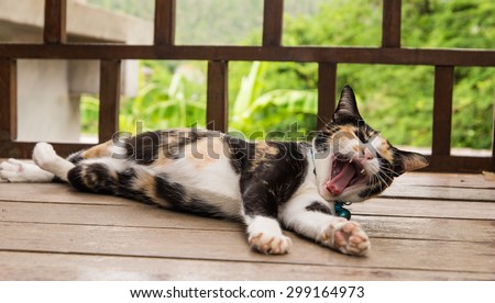 Yawning cat sleeping on a wooden camera focal length in the mouth.