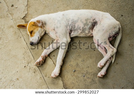 Homeless sleeping dogs lie On a dirty cement floor.