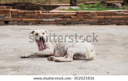 Homeless dog yawning white lie on the cement floor. Focus Page Dog.