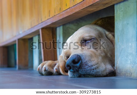 Sleeping dogs on a cement floor, focus on the eye.