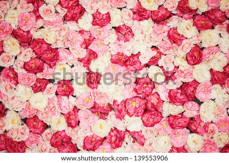 imagen brillante de fondo lleno de peonías blancas y rosadas