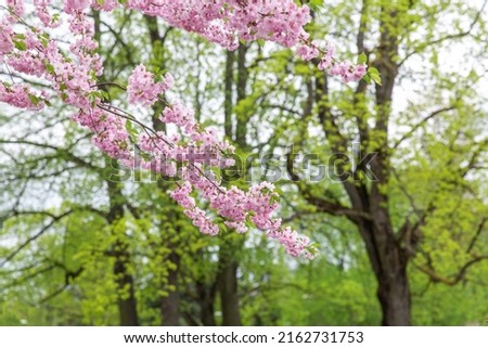 nature, botany and flora concept - close up of blooming branch with cherry blossoms in spring garden or park
