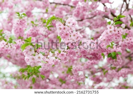 nature, botany and flora concept - close up of blooming branch with cherry blossoms in spring garden