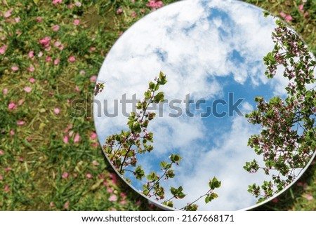 nature and flora concept - close up of cherry tree blossoms reflection in round mirror on ground in spring garden