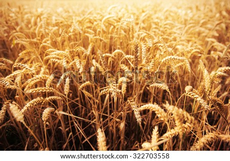 agriculture, farming, cereal , land cultivation and texture concept - field of ripening wheat ears or rye spikes