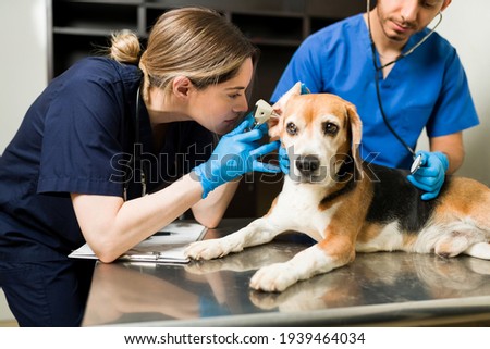 Female vet using an otoscope to examine the ear of a beautiful beagle dog. Sick cute pet sitting at the examination table at the animal clinic