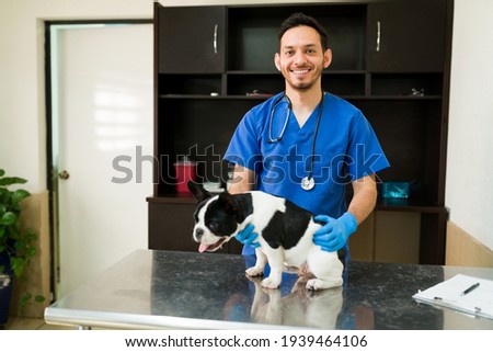 Handsome latin man in his 30s wearing blue scrubs and gloves working as a veterinarian at the animal clinic. Male vet doing a medical exam on a boston terrier dog