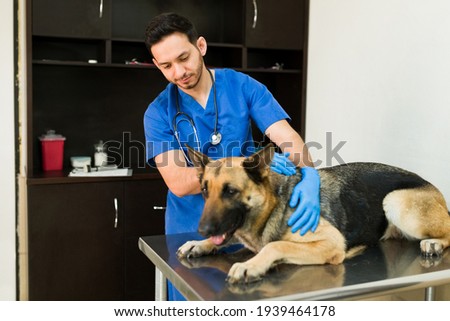 Handsome male veterinarian examining an old german shepherd at the exam table. Hispanic man vet checking the health of a beautiful big sick pet at the vet clinic