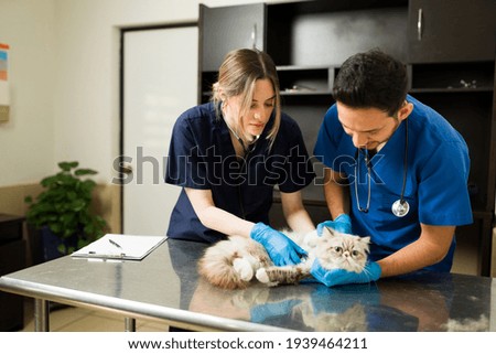 Two veterinarians holding down a persian cat at the exam table. Caucasian professional woman vet using a stethoscope hearing the heart of a sick fluffy cat