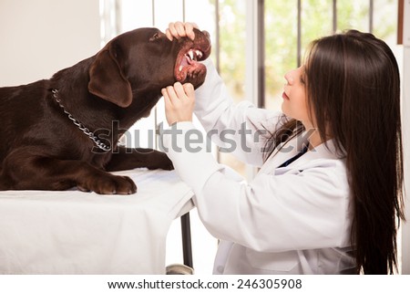 Young female veterinarian opening a dog