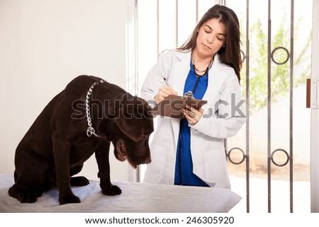 Cute young Latin veterinarian taking some notes next to a big brown labrador