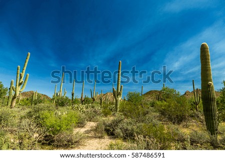 Saguaro National Park in southern Arizona is part of the National Park System in the United States. The park preserves the desert landscape, fauna, and flora in two park districts near Tucson.