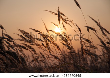 Sunset in the field, the sun shines through the stalks of grass, silhouette