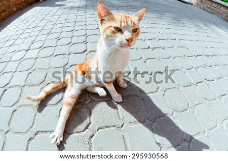 cat funny redhead pulling back paw close-up on the pavement