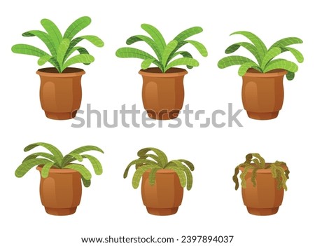 Flower houseplant withering phases vector flat illustration. Potted flower life cycle from blossomed to dry sick leaf and dead. Floral dying process. Abandoned botanical plant bad care sequence