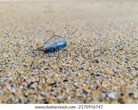 Sandhopper on a By the wind sailor, Velella Velella, washed up on Narin Beach, County Donegal - Republic of Ireland Stok fotoğraf © 