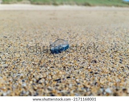 By the wind sailor, Velella Velella, washed up on Narin Beach, County Donegal - Republic of Ireland Stok fotoğraf © 