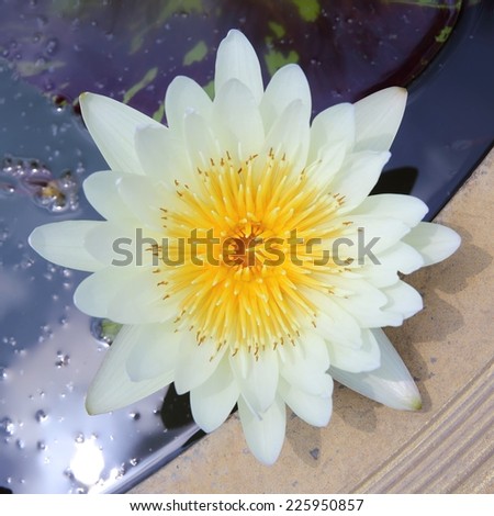 Lotus flower blooming exposure the sun