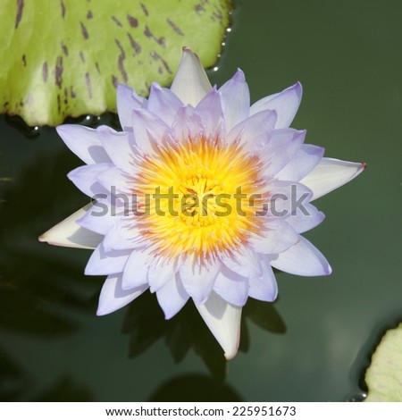 Lotus blooming exposure the sun