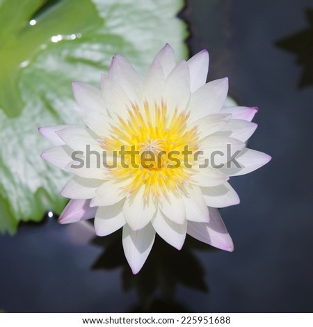 Lotus blooming exposure the sun