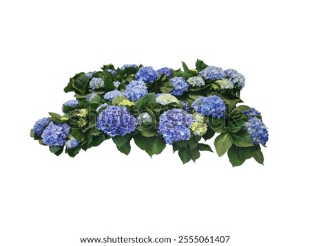 Similar – Image, Stock Photo Hydrangea Environment