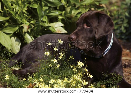 Chocolate Lab and Yellow Flowers