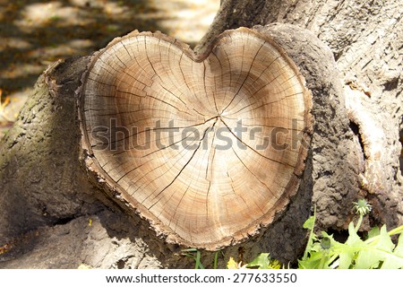 cross section of tree rings, cut in the form of heart in natural conditions
