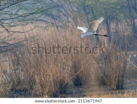 A V flight by great egret in wet land Stock fotó © 