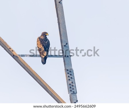 Similar – Image, Stock Photo Strong wild eagle resting in summer day