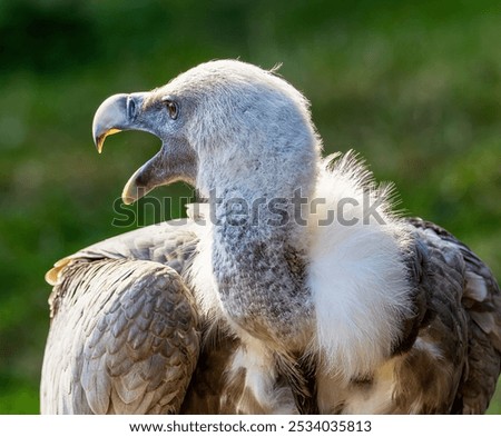 Similar – Image, Stock Photo Wild vulture sitting in nature