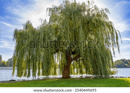 Similar – Foto Bild Trauerweide Weide Baum