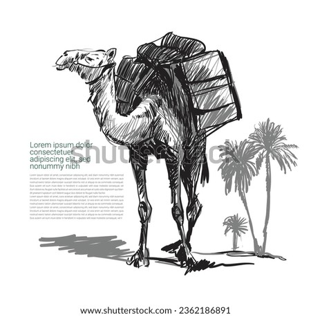 camel in desert drawing vector illustration Art.
