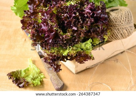 Different kinds lettuce in a wooden box