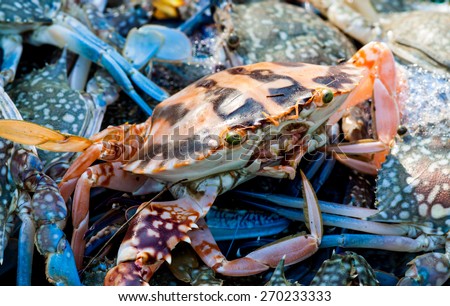 Fresh blue and red crab is difference  at a seafood market.