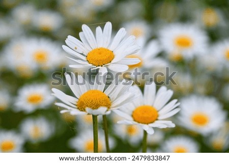 Similar – Image, Stock Photo Daisies